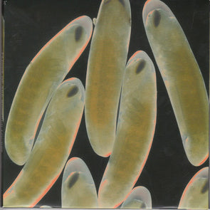 Flight Of The Wounded Locust : Clear Vinyl